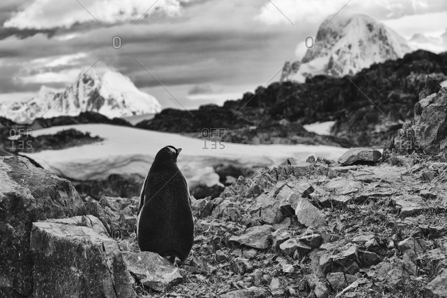 Rear view of gentoo penguin sitting in rocky landscape in Antarctica