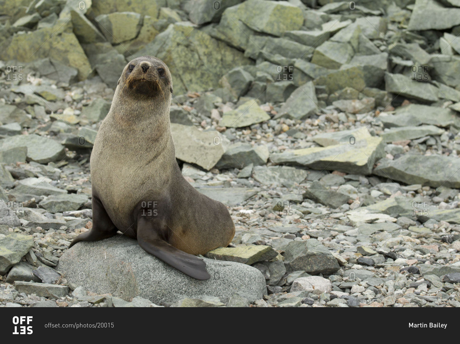 Curious fur seal standing alone on stone in Antarctica