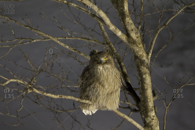 Blakiston's fish owl perching on bare tree at night