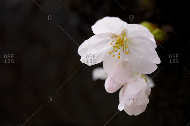 Wet petals of cherry blossom growing outside