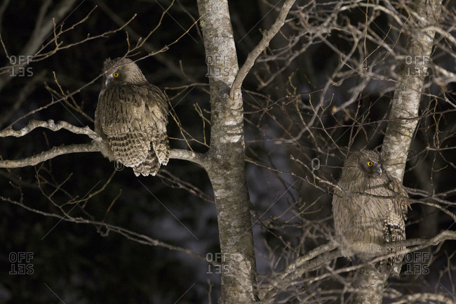 Two Blakiston's fish owls perching on bare tree at night