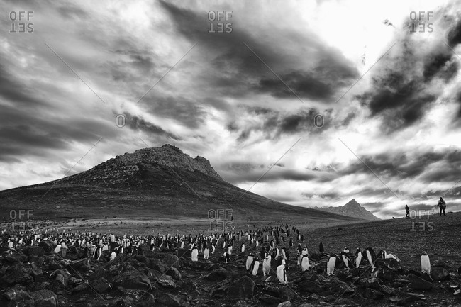 Colony of gentoo penguins gathering at foothill on Falkland islands