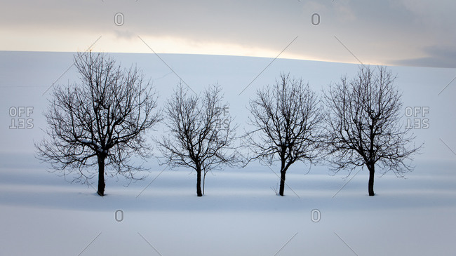 Four bare trees growing in grand snow in Biei, Japan