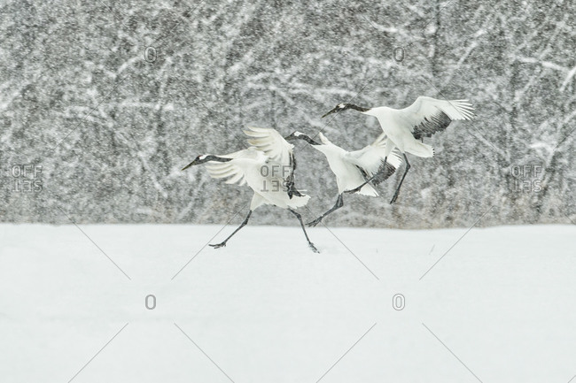 Red-Crowned Crane parents landing with a Juvenile at the back in Hokkaido, Japan