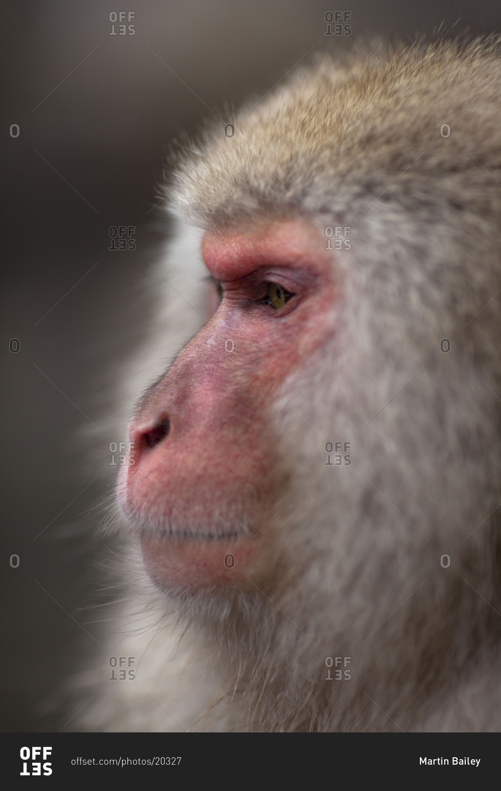 Portrait of a Japanese macaque sitting in the hot spring in Jigokudani Monkey Park, Nagano Prefecture, Japan.