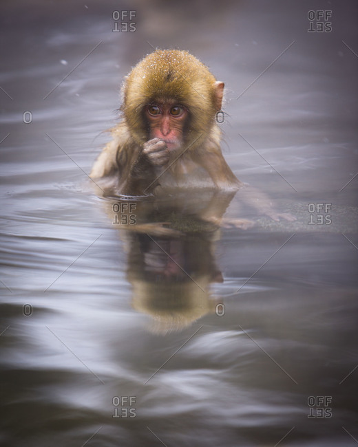An infant Japanese Macaque Monkey resting in the hot spring in Jigokudani Monkey Park, Nagano Prefecture, Japan