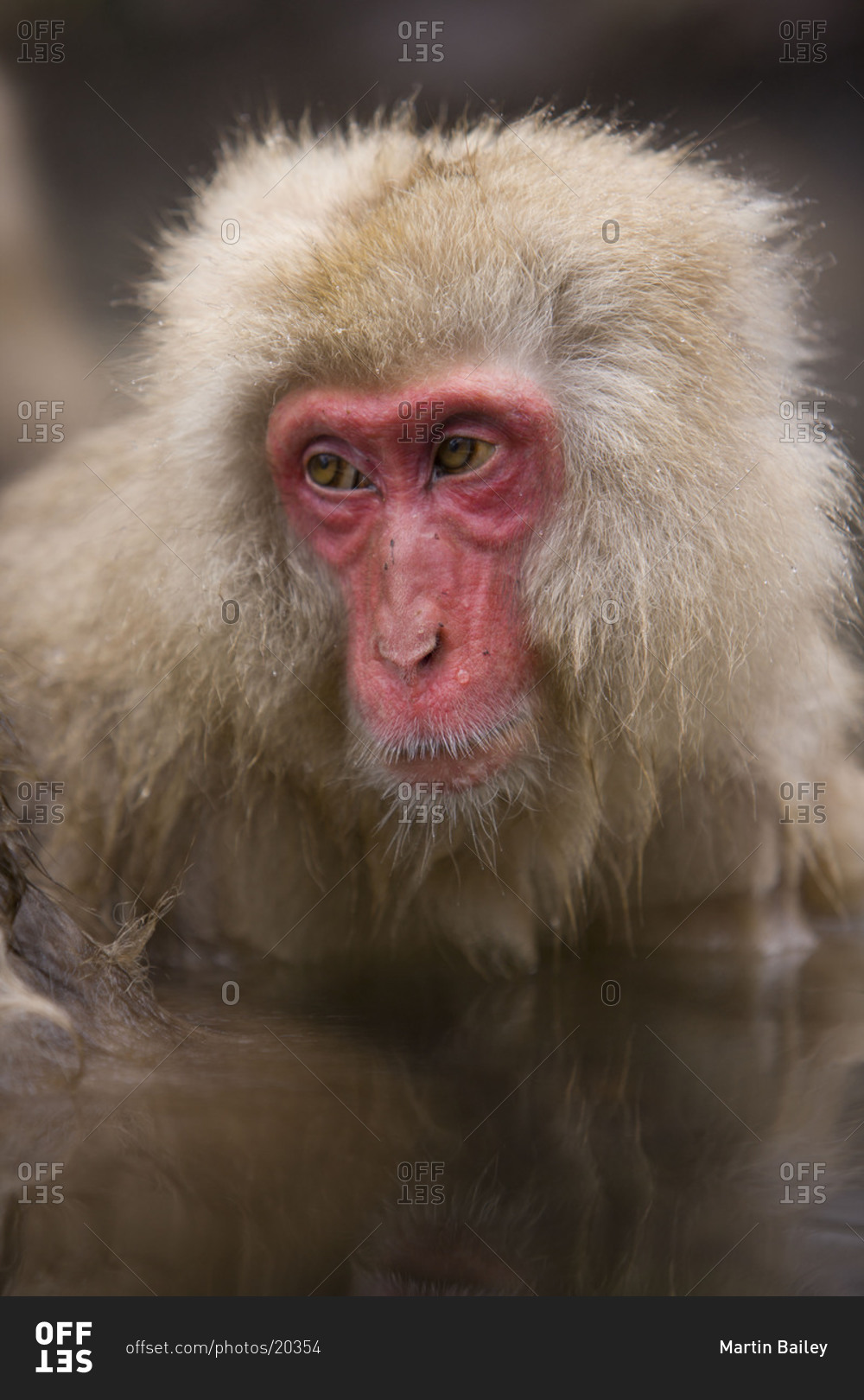 Portrait of a red Japanese macaque monkey Jigokudani Monkey Park, Nagano Japan. stock photo - OFFSET