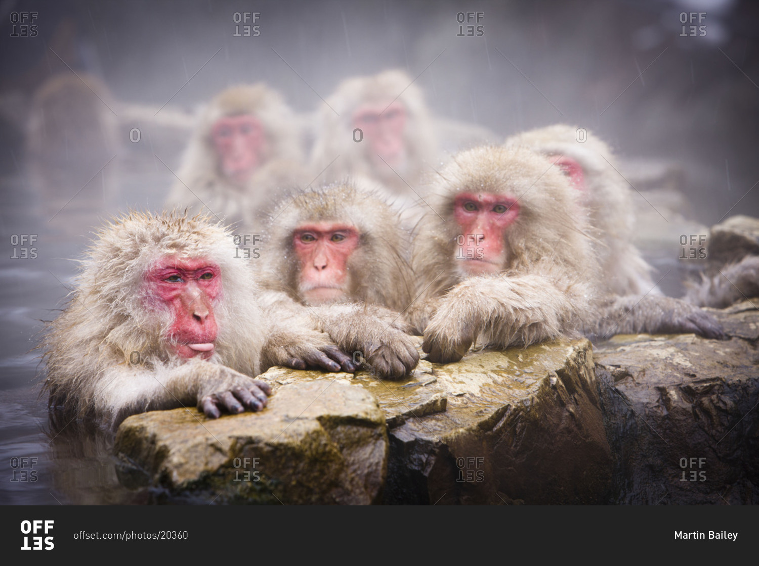 Group of Japanese macaques taking a hot bath in Jigokudani Monkey Park