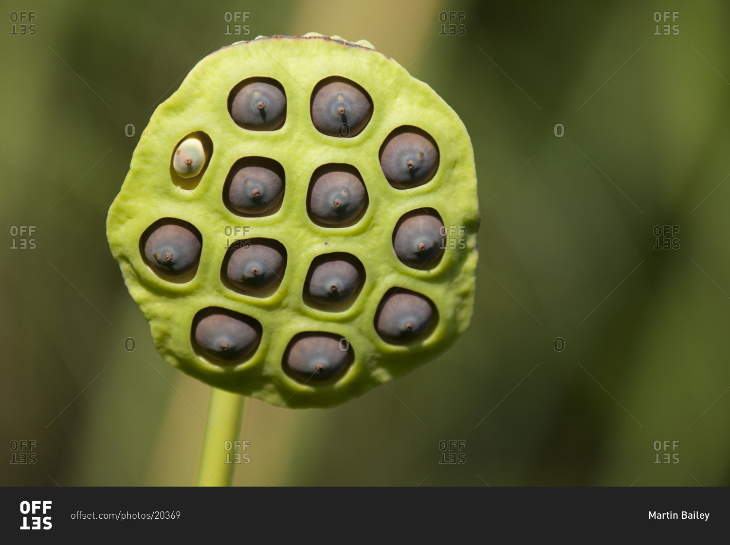 The seed pod of a lotus flower in Jindai Botanical Gardens, Japan