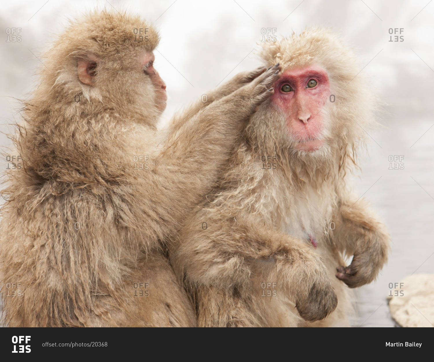 Japanese macaque grooming each other in Jigokudani Monkey Park, Nagano Prefecture, Japan.
