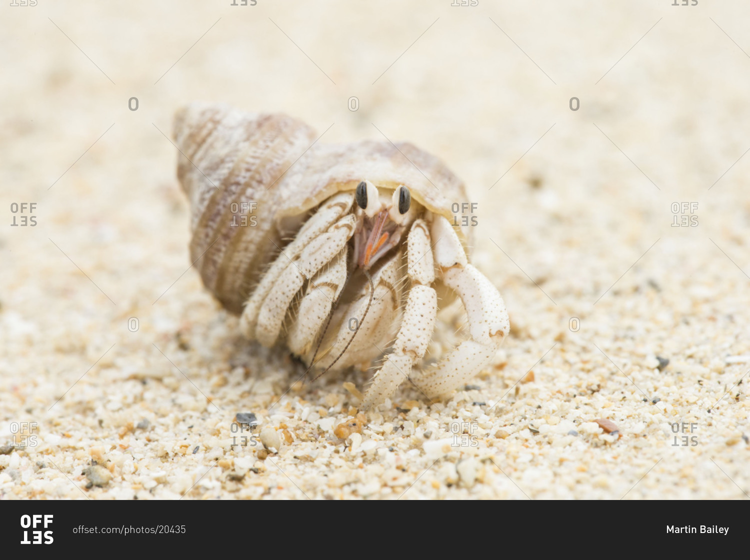Hermit crab in shell on beach at Nakadomari in Okinawa, Japan