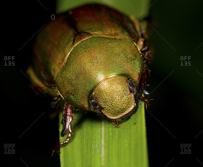 koganemushi stock photos - OFFSET