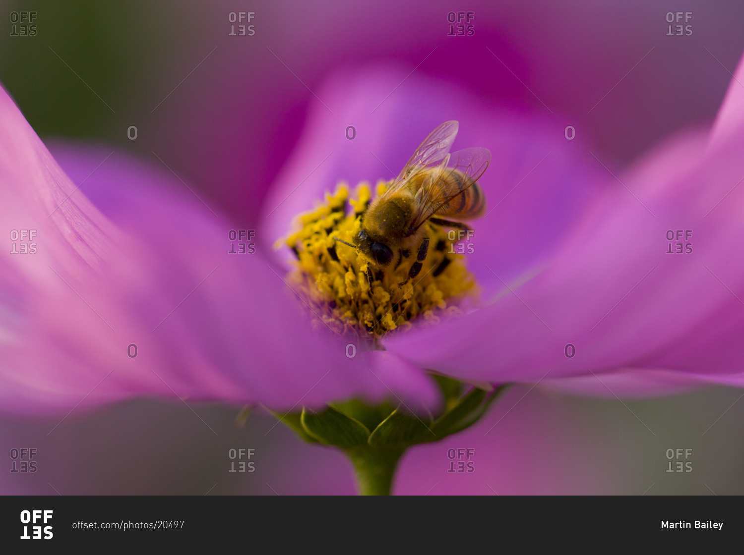 Close up of bee on pink cosmos flower