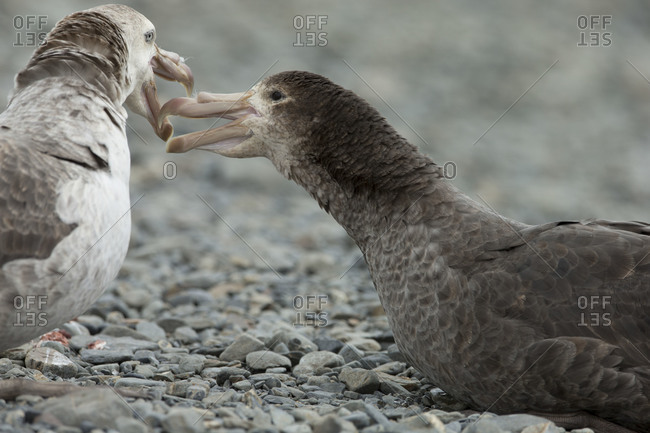 Young giant petrel begging for food at South Georgia