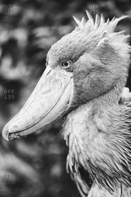 Black and white portrait of shoebill in Ueno Zoo, Tokyo