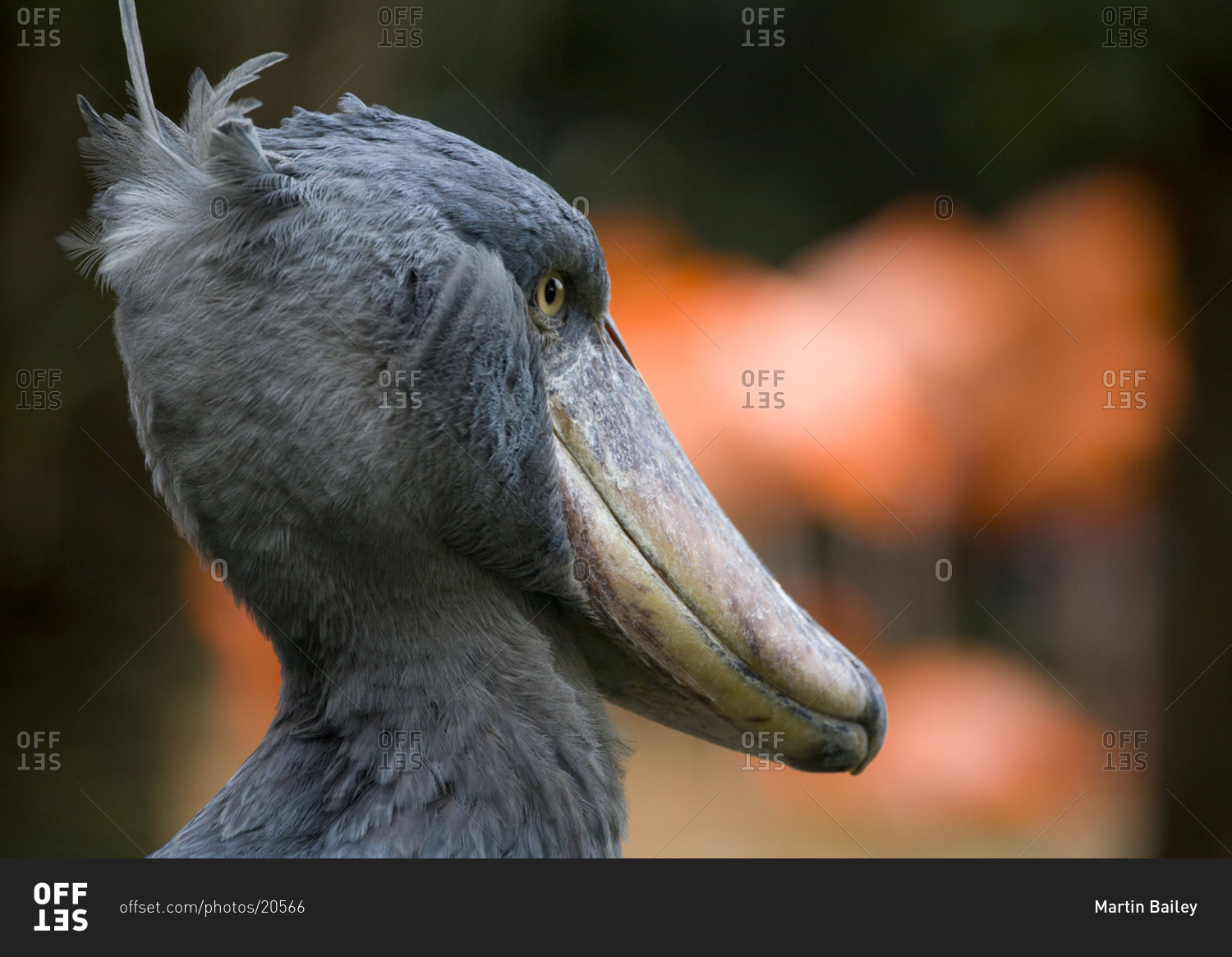 Китоглав. Shoebill Stork птица. Ботинкоклювый китоглав. Цапля китоглав птенец. Пеликан китоглав.