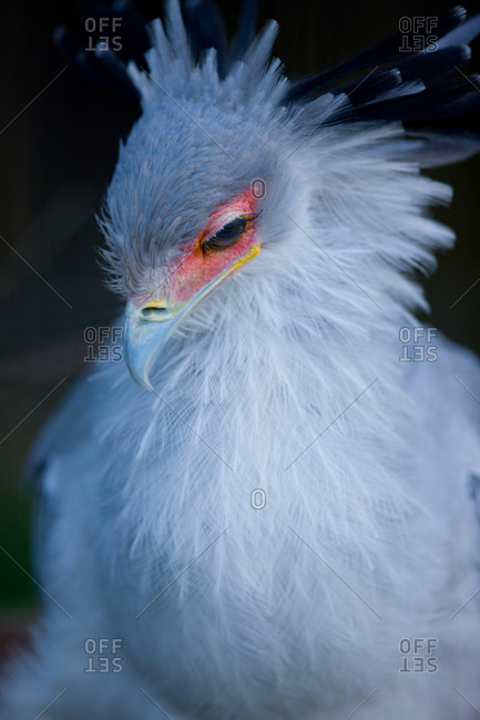 Close up of a secretary bird in Ueno Zoo, Tokyo, Japan