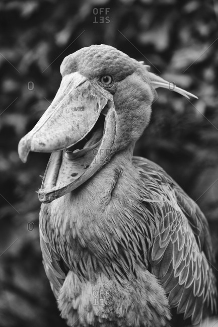 Black and white portrait of shoebill in Ueno Zoo, Tokyo