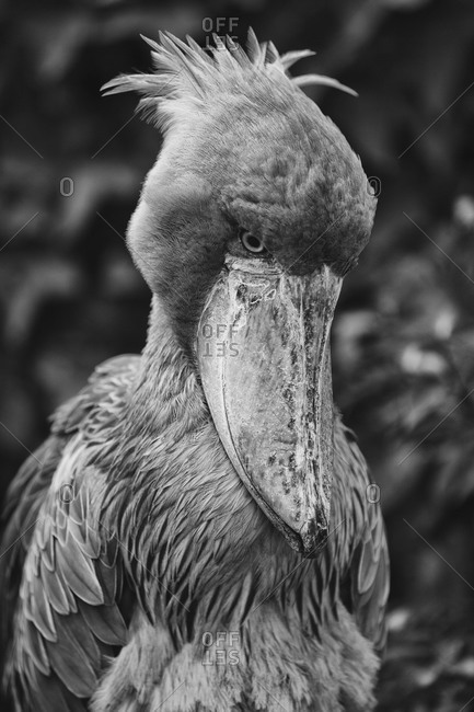 Black and white shoebill shot in Ueno Zoo, Tokyo