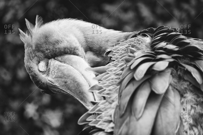Black and white portrait of shoebill in Ueno Zoo, Tokyo