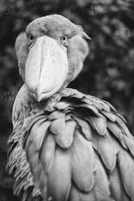 Black and white portrait of shoebill in Ueno Zoo, Tokyo