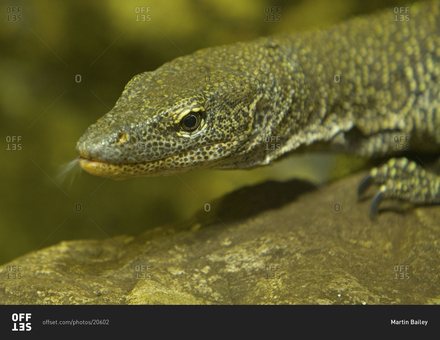 Portrait of komodo dragon at Chester Zoo in Cheshire, England