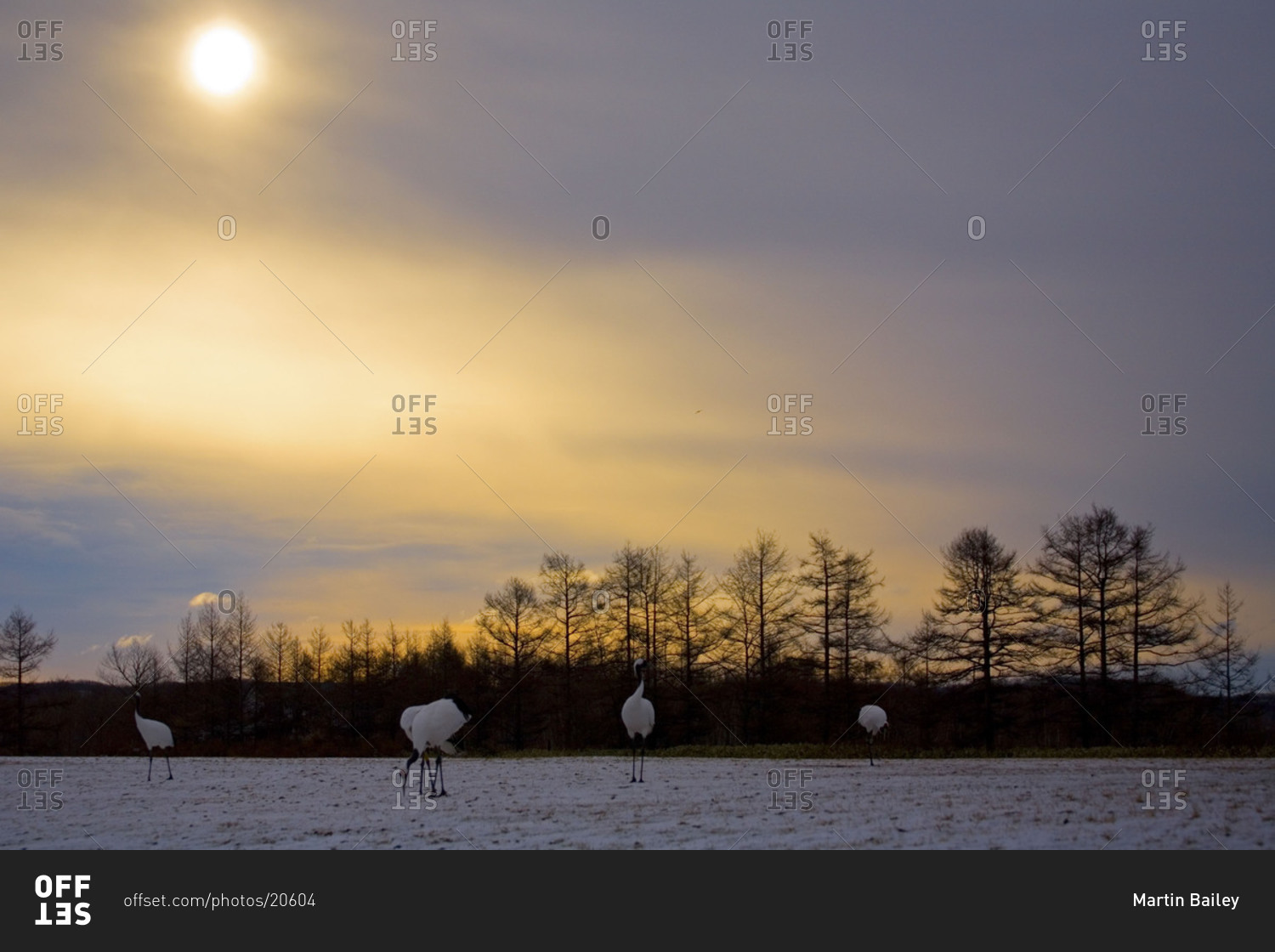 Landscape with red-crowned cranes at Tsurui in Hokkaido, Japan