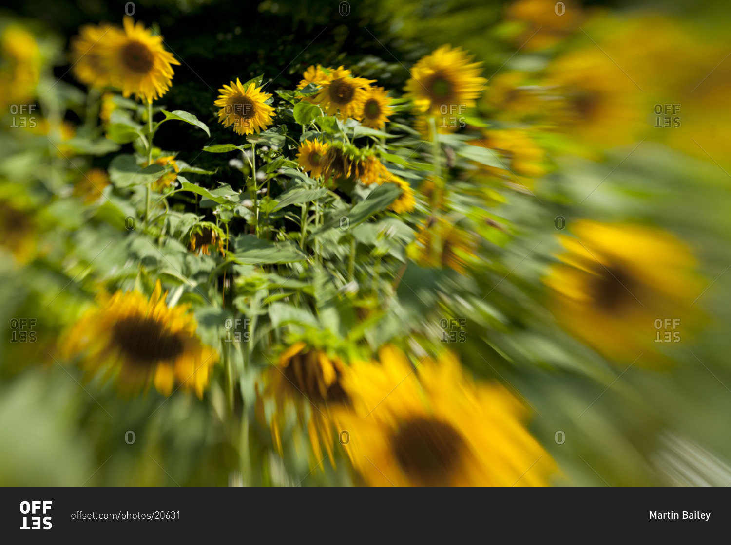 Blurred line of sunny sunflowers