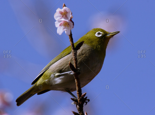 A Japanese white eye bird perched on a cherry blossom branch