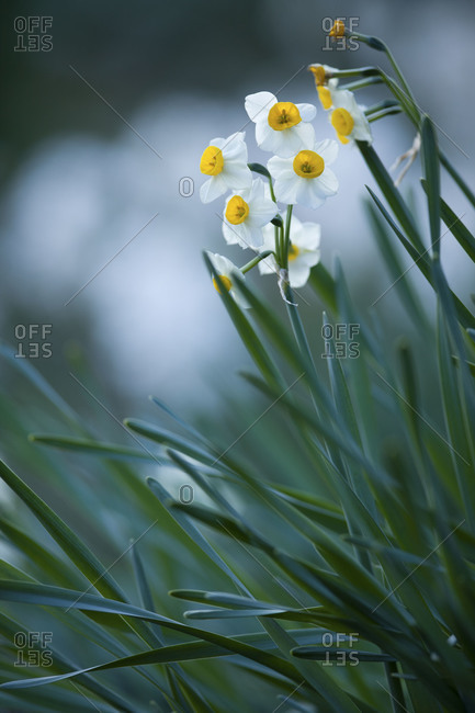Several daffodils blooming outside - Offset