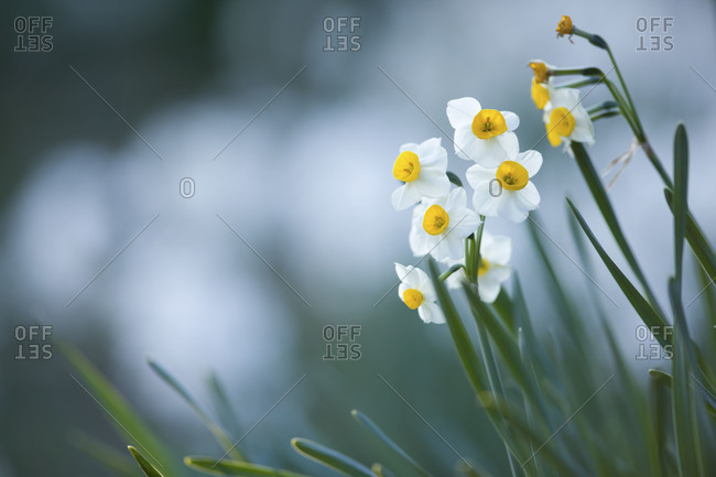 Several daffodils blooming outside - Offset