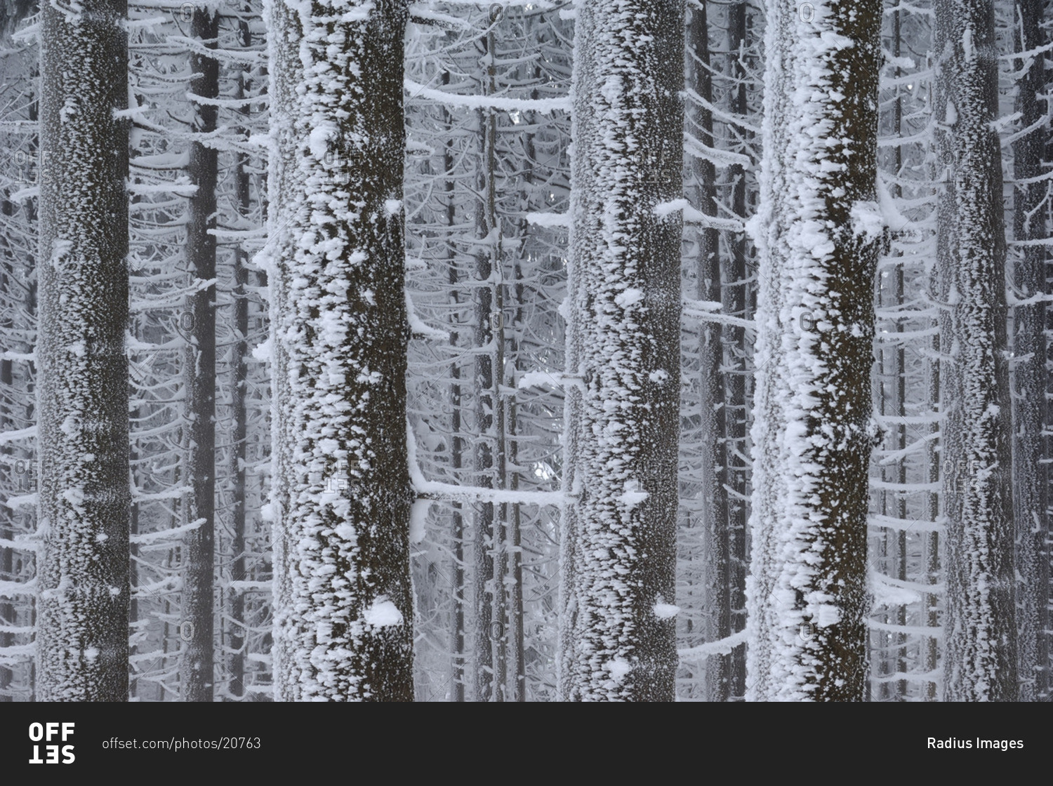 Frost on Trees in Winter, Hochharz National Park, Saxony-Anhalt, Brocken, Germany