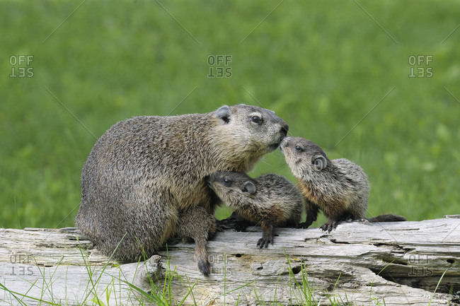 Groundhog with Young, Minnesota, USA