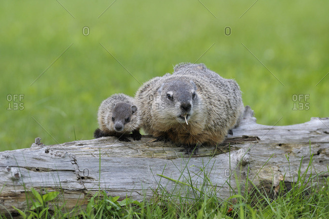 Groundhog with Young, Minnesota, USA