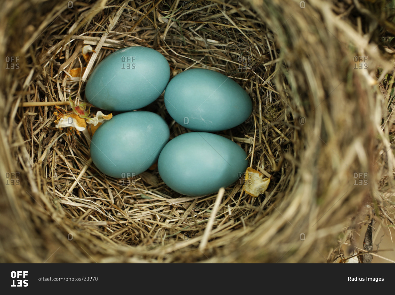 Песня голубые как яйца дрозда. Яйца дрозда. Разноцветные птичьи яйца. Красивые яйца птиц. Цветные птичьи яйца.