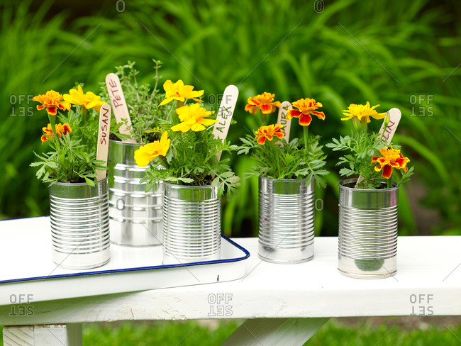 Flowers planted in outdoor tins  resting on a wooden railing
