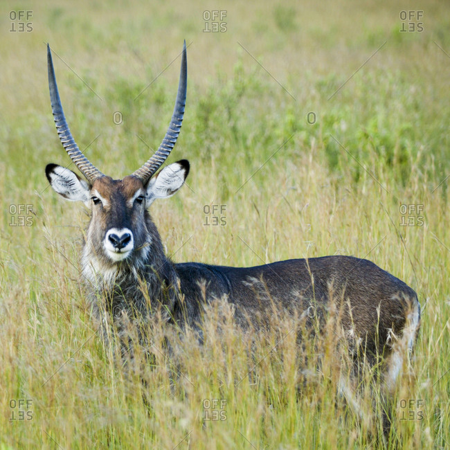 Gazelle standing in tall grass, Africa