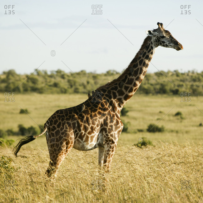 Giraffe standing while birds rest on it's back