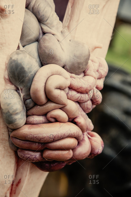 Gutting a suspended pig carcass