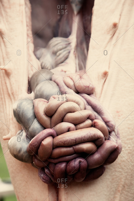 Gutting a suspended pig carcass