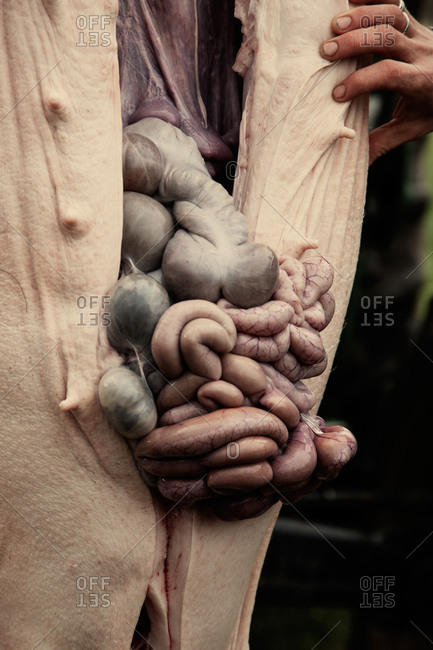 Gutting a suspended pig carcass