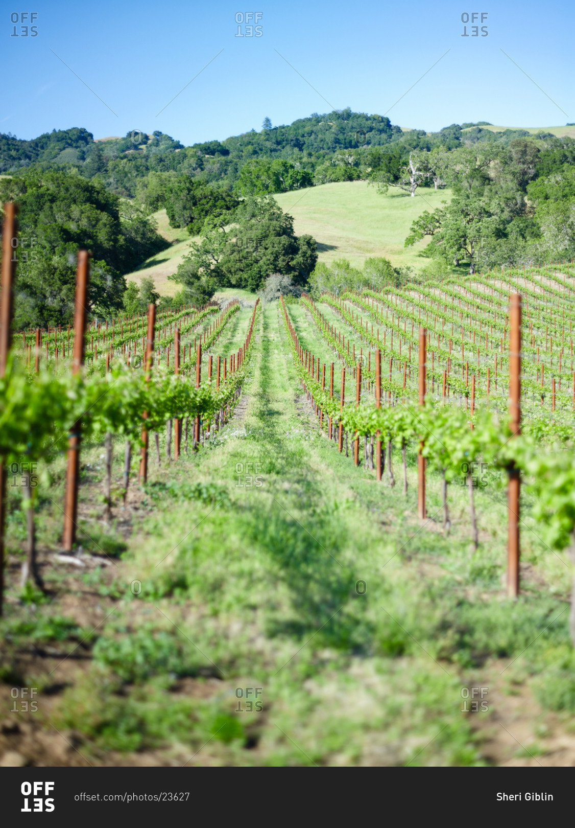 Beautiful vineyard with long rows