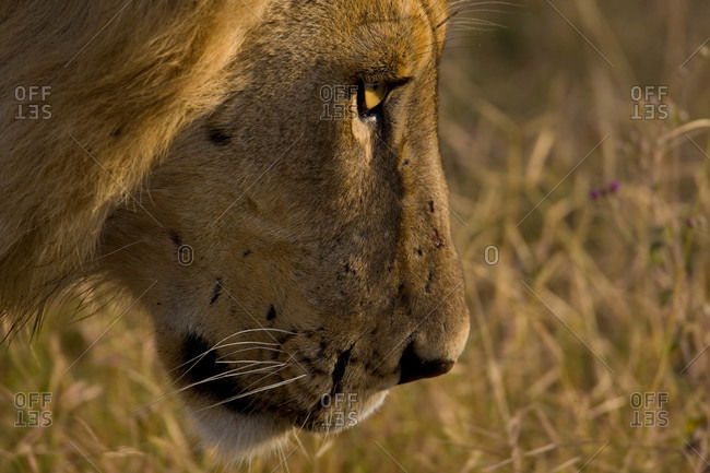 A closeup of a male African lion