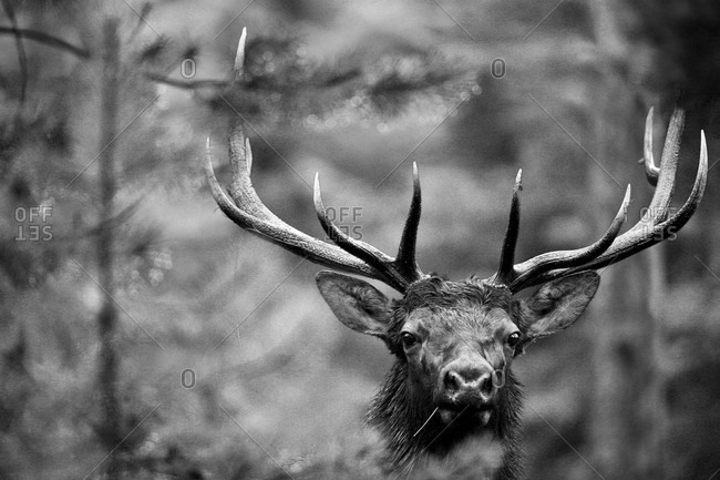 A bull elk investigates it's surroundings in Grand Teton National Park