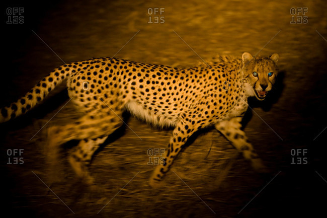 An open-mouthed cheetah walks past a spot light