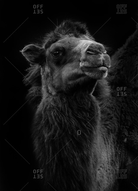 Camel hotsell black background