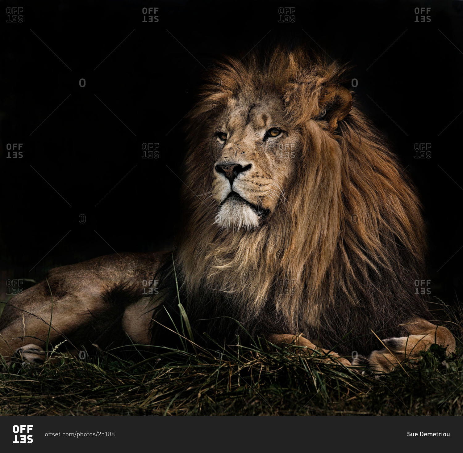 African lion lying in the dark
