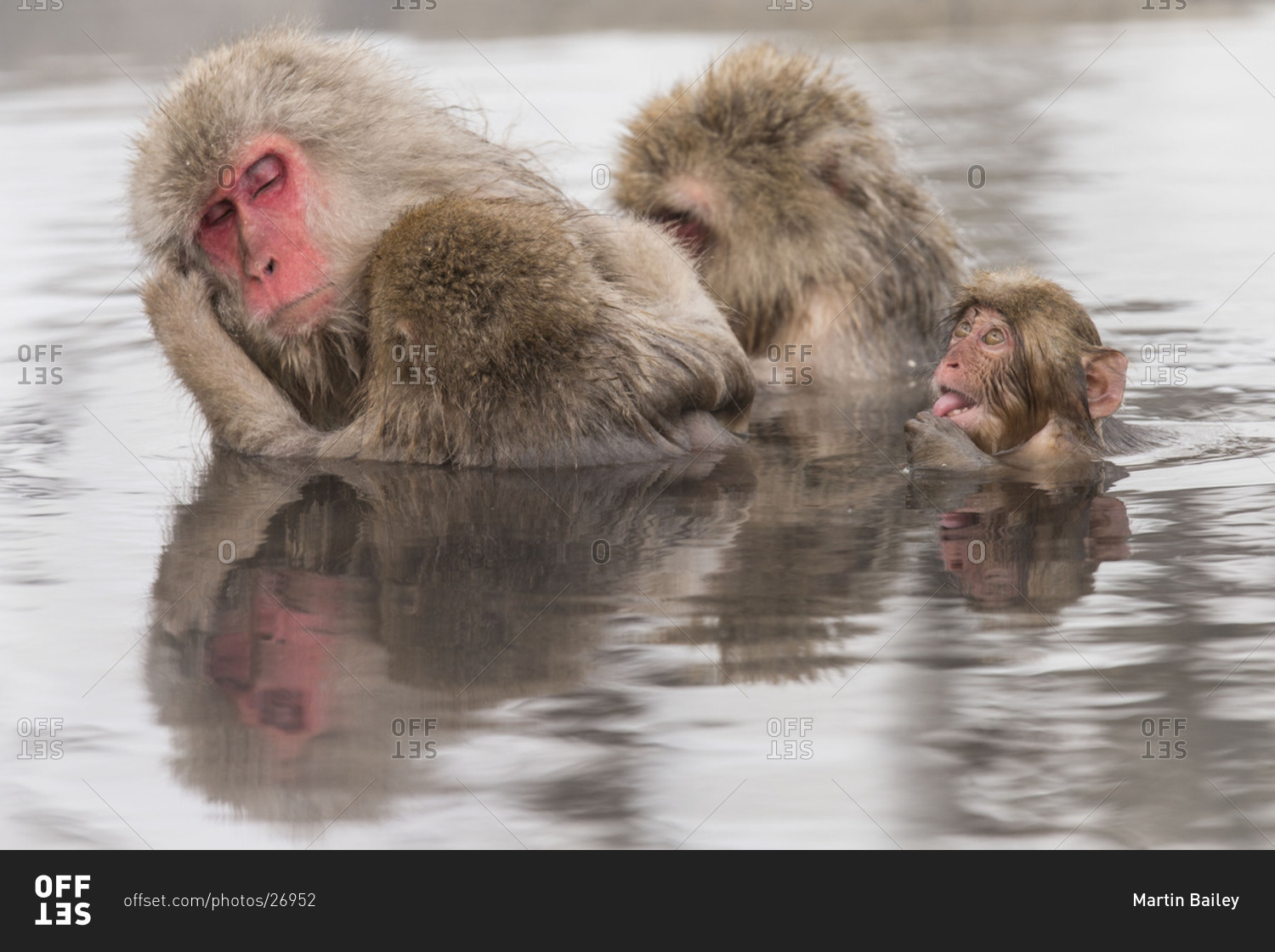 Japanese macaque family taking hot spa at Nagano Prefecture, Japan
