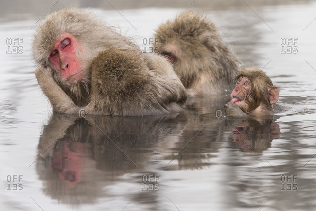 Japanese macaque family taking hot spa at Nagano Prefecture, Japan