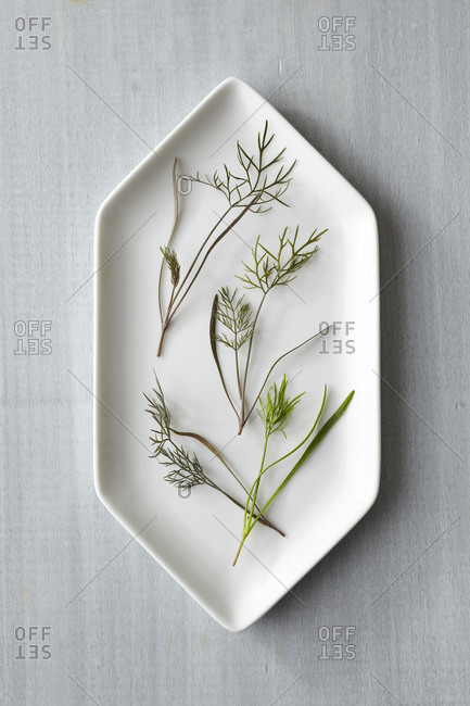 Fresh Fennel overhead - Offset Collection